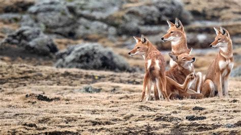 Meet The Endangered Ethiopian Wolf At Bale Mountains National Park