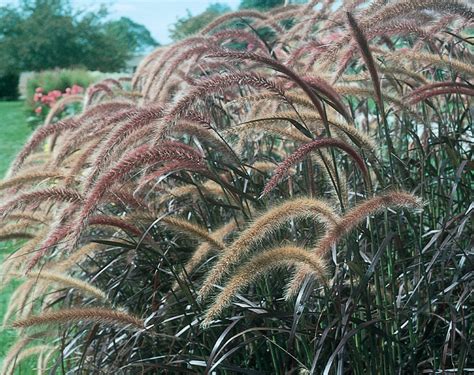 Graceful Grasses® Purple Fountain Grass Pennisetum Setaceum 'Rubrum ...