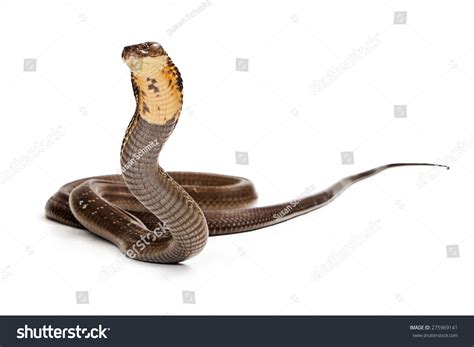 King Cobra Snake Ready To Strike Stock Photo 275969141 : Shutterstock