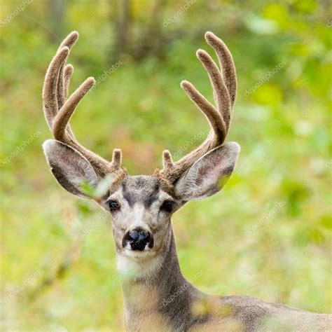 Portrait of mule deer buck with velvet antler — Stock Photo © PiLens #6908392