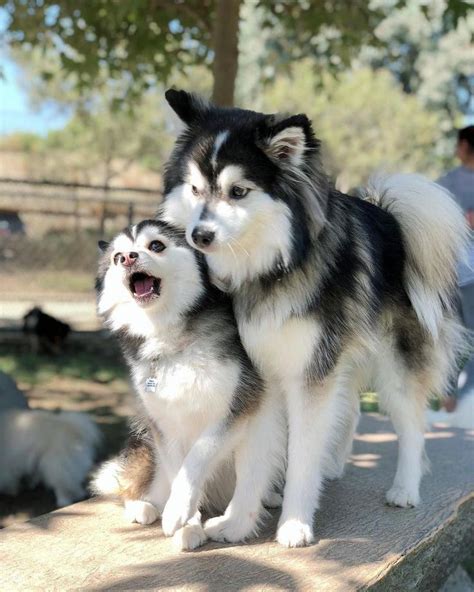 Everything you want to know about Pomsky [Husky+Pomeranian] including ...