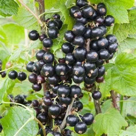 Blackcurrant Bush 'Ebony' : Pomona Fruits, Buy Fruit Trees, Soft Fruit Bushes, Apple Trees ...