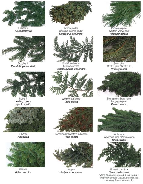 Types of evergreen trees, Tree identification, Types of pine trees