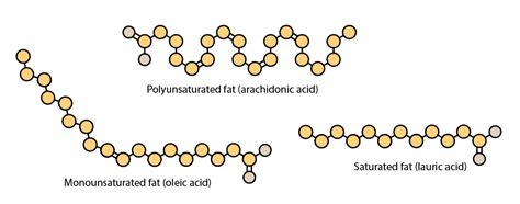 Why Humans Need Fat - Diagnosis Diet