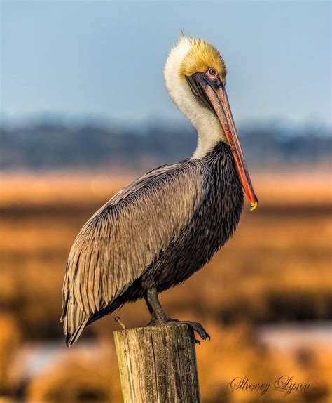 21 Truly Stunning Photos That Will Make You Homesick For Louisiana