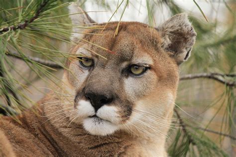 Cougars - WildCat Ridge Sanctuary