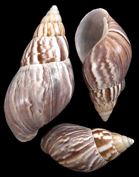 Exotic snail shells from around the world