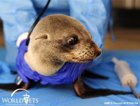 Guadalupe Fur Seal Rescue Washington/Oregon - World Vets - to improve the quality of life of ...