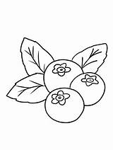 blueberry coloring Image Print Blueberries Are Small Fruit Rich  sketch template