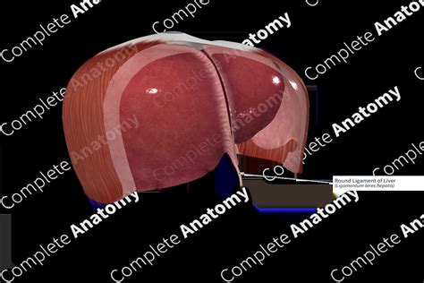 Round Ligament of Liver | Complete Anatomy