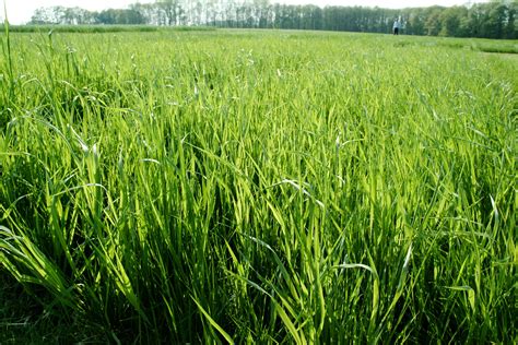 Forage & turf grasses, forage legumes and cover crops - Hahn & Karl