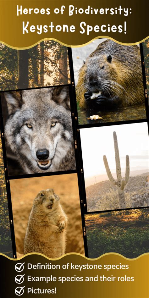 What is a keystone species? Definition and four examples! - Wild Earth Lab