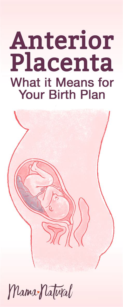 Anterior Placenta: What it Means for You and Your Baby