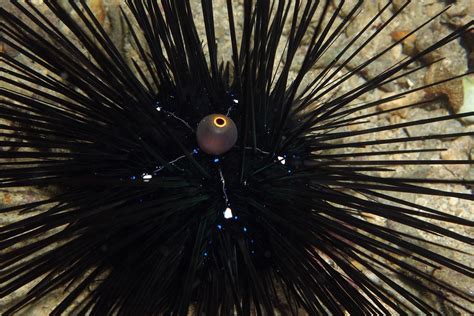 Real Monstrosities: Black Long-spined Sea Urchin