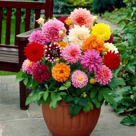 Garden State Bulb Dahlia Decorative Mixed Bulbs (10-Count/Pack)-HOS19-03 in 2020 | Porch flowers ...