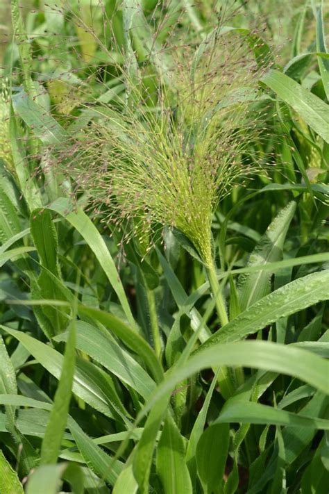 Grasses Panicum elegans Sprinkles