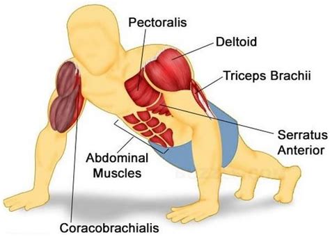 How to Do Knuckle Push-Ups: Muscles Benefits, and Drawbacks – Fitness Volt