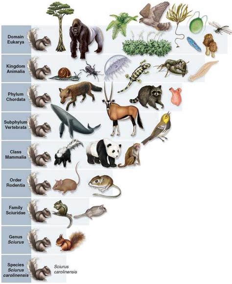 Chart Of Animal Kingdom Phylum Class Order