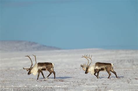 Winter Wildlife photo gallery - AlaskaPhotoGraphics