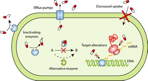 Antibiotics resistance gene 抗生素抗性基因（ARG）