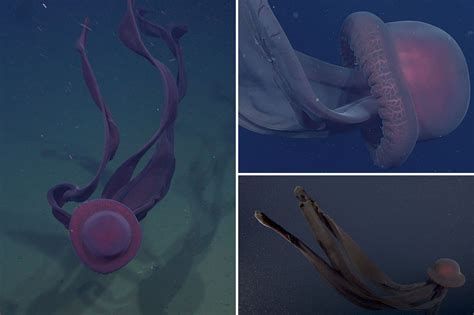 Rare ‘phantom jellyfish’ with 33-foot-long ‘mouth-arms’ spotted off ...