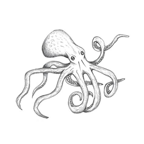 Octopus sketch | A quick octopus drawing | Sea Life Art