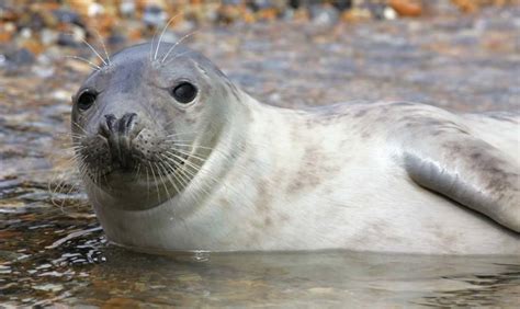 See the Blakeney Point Seals in Norfolk: Our tips