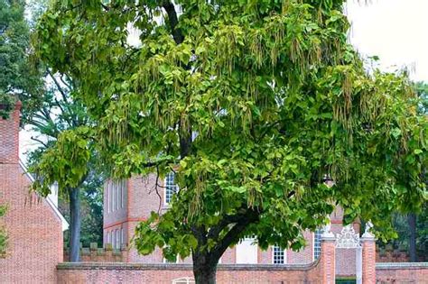 Catalpa Tree: Types, Leaves, Flowers, Seed Pods (With Catalpa Worms)