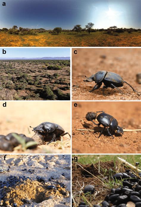 The habitat and foraging behaviour of Scarabaeus galenus. Panoramic (a ...