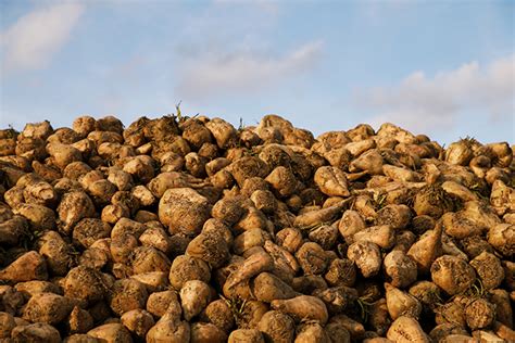 Minnesota sugar beet harvest worst in years - MinnPost