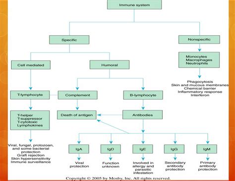 Immunity Flowchart | Medical Facts, Studying Life, Flow Chart