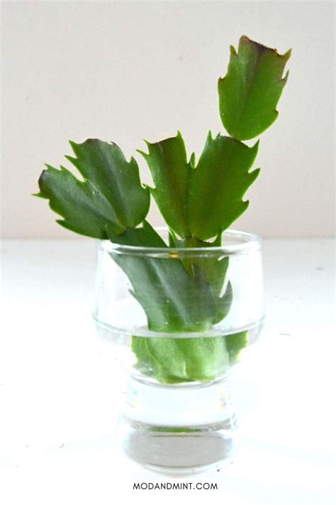 How to Propagate a Thanksgiving Cactus - 3 Simple Ways!