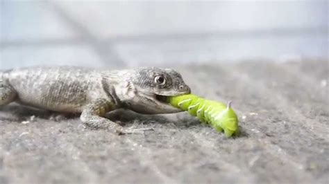 Lizard eating a caterpillar - part 1 - YouTube