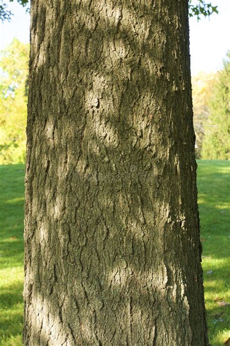 Pin Oak Bark 804420 stock photo. Image of trunk, bark - 181428068