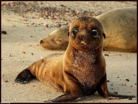 Sea lion pup | Sea Lion Pup, Santa Fe Island, Galapagos. | Tomer Arazy ...