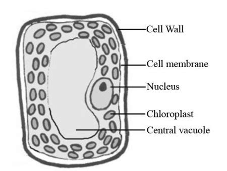 Draw three types of cells (Cheek cell, Red blood cell, Elodea). Make ...