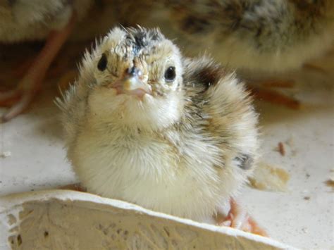 what do baby button quails eat - Chance Vaughan