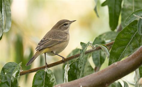 Utah Bird Records Committee - Sighting Record