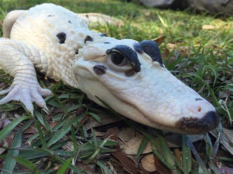 World's First Piebald Alligator and Extremely Rare Leucistic Alligator On Display In Florida ...