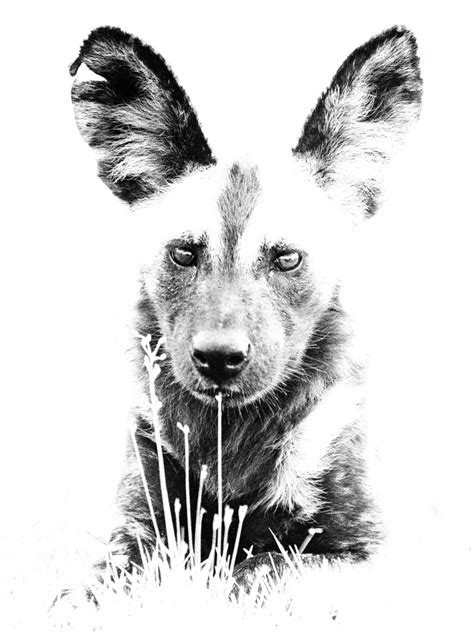 Wild Dog | High Key Fine Art Wildlife Print