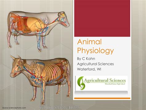 PPT - Animal Physiology PowerPoint Presentation, free download - ID:2182113