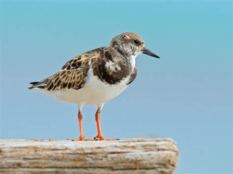 33 Shorebirds In Florida And Their Calls