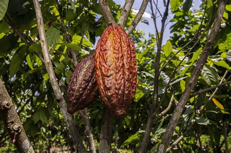 Cacao Plant In Amazon Rainforest - Jere Robina