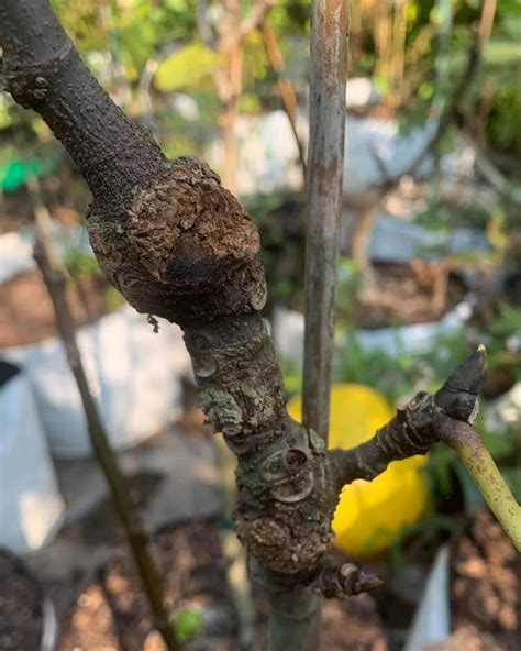 9 Common Fig Tree Diseases (With Pictures) – World of Garden Plants