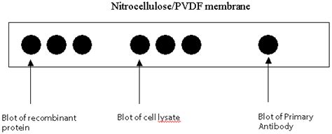 Dot Blot Protocol: R&D Systems