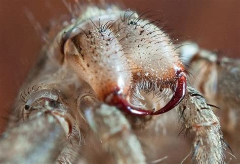 All about spiders | Welcome Wildlife