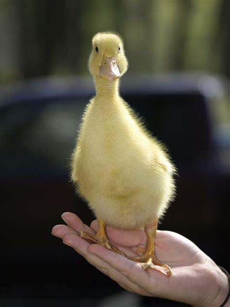 Baby Pekin Duck | This little guy's name is Billbert. He now… | Flickr