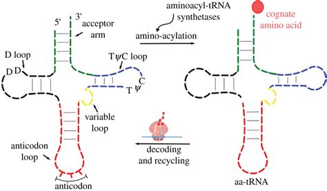 Trna Structure Diagram