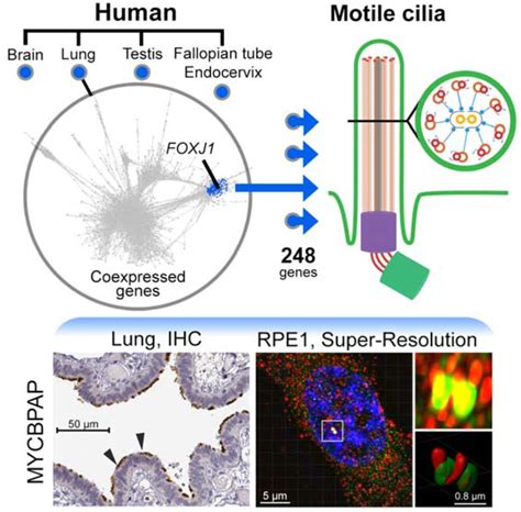 The transcriptional signature associated with human motile cilia | bioRxiv