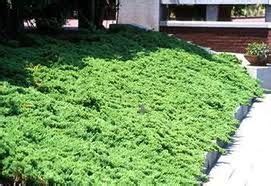 Juniper Ground Cover Full Sun - ground cover and shrubs